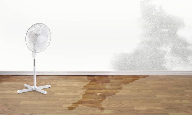 Best Basement water damage restoration  in Rio Pinar, FL